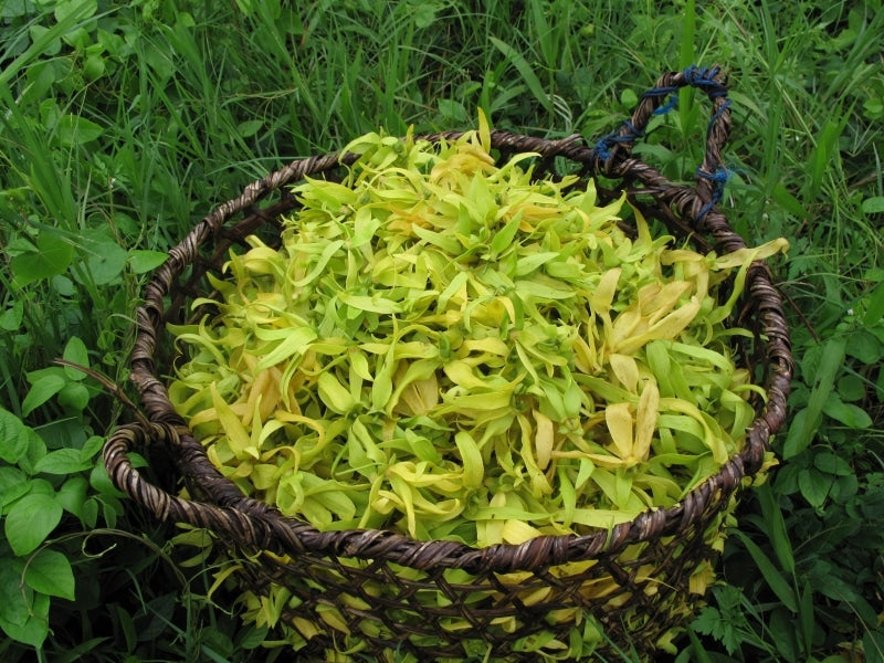 ylang